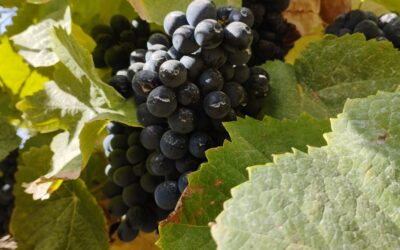 Alimentos funcionais – Vinho